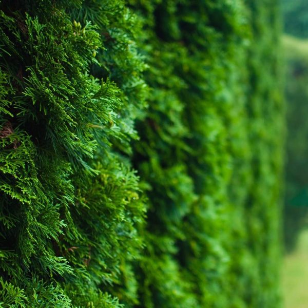 arborvitae-windbreak-iStock-623114922